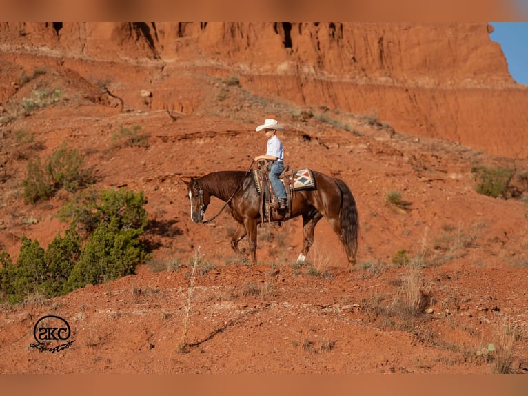 Caballo cuarto de milla Caballo castrado 5 años 152 cm Alazán-tostado in Canyon
