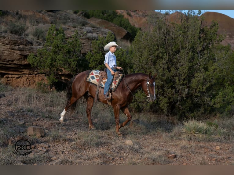 Caballo cuarto de milla Caballo castrado 5 años 152 cm Alazán-tostado in Canyon
