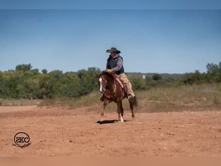 Caballo cuarto de milla Caballo castrado 5 años 152 cm Alazán-tostado in Canyon