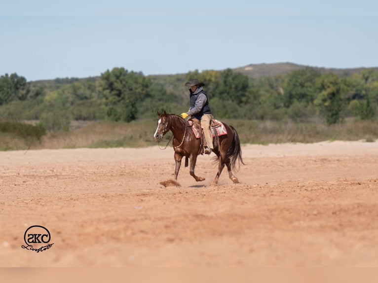 Caballo cuarto de milla Caballo castrado 5 años 152 cm Alazán-tostado in Canyon