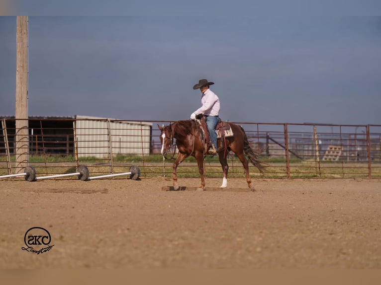 Caballo cuarto de milla Caballo castrado 5 años 152 cm Alazán-tostado in Canyon