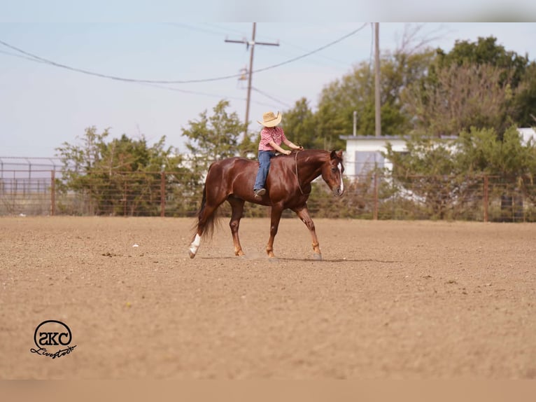 Caballo cuarto de milla Caballo castrado 5 años 152 cm Alazán-tostado in Canyon