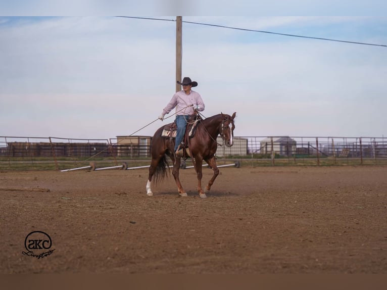 Caballo cuarto de milla Caballo castrado 5 años 152 cm Alazán-tostado in Canyon