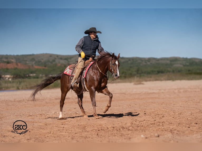 Caballo cuarto de milla Caballo castrado 5 años 152 cm Alazán-tostado in Canyon