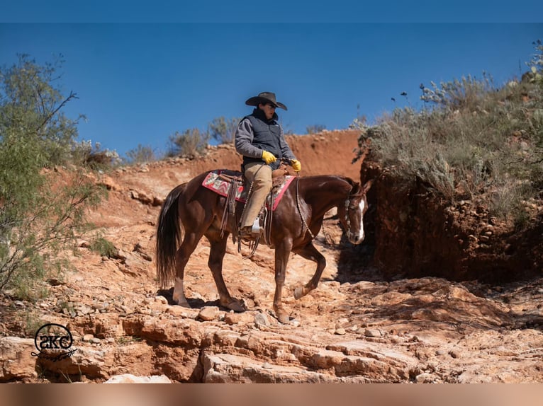 Caballo cuarto de milla Caballo castrado 5 años 152 cm Alazán-tostado in Canyon