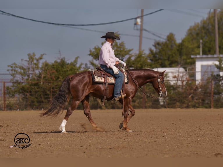 Caballo cuarto de milla Caballo castrado 5 años 152 cm Alazán-tostado in Canyon