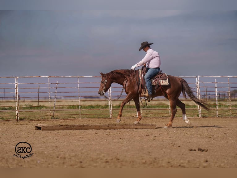 Caballo cuarto de milla Caballo castrado 5 años 152 cm Alazán-tostado in Canyon