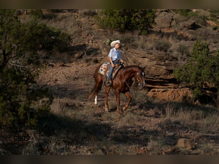 Caballo cuarto de milla Caballo castrado 5 años 152 cm Alazán-tostado in Canyon
