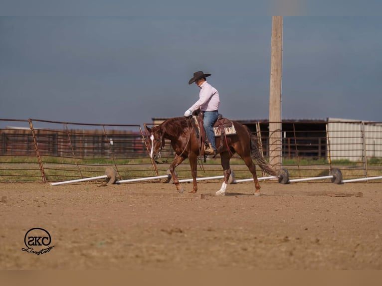 Caballo cuarto de milla Caballo castrado 5 años 152 cm Alazán-tostado in Canyon