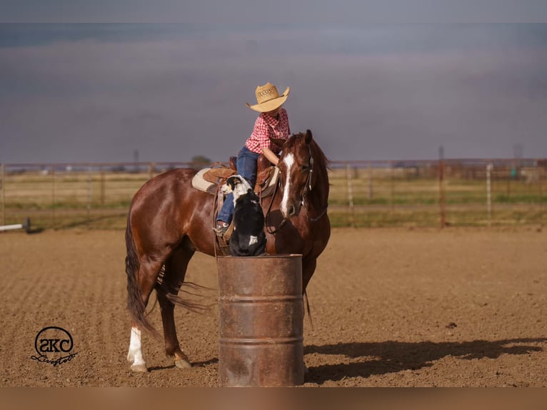 Caballo cuarto de milla Caballo castrado 5 años 152 cm Alazán-tostado in Canyon