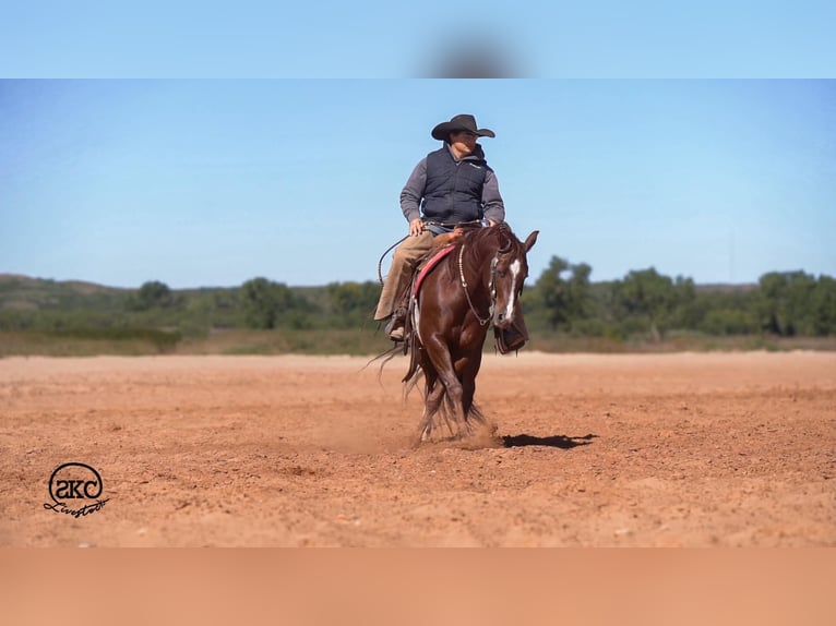Caballo cuarto de milla Caballo castrado 5 años 152 cm Alazán-tostado in Canyon