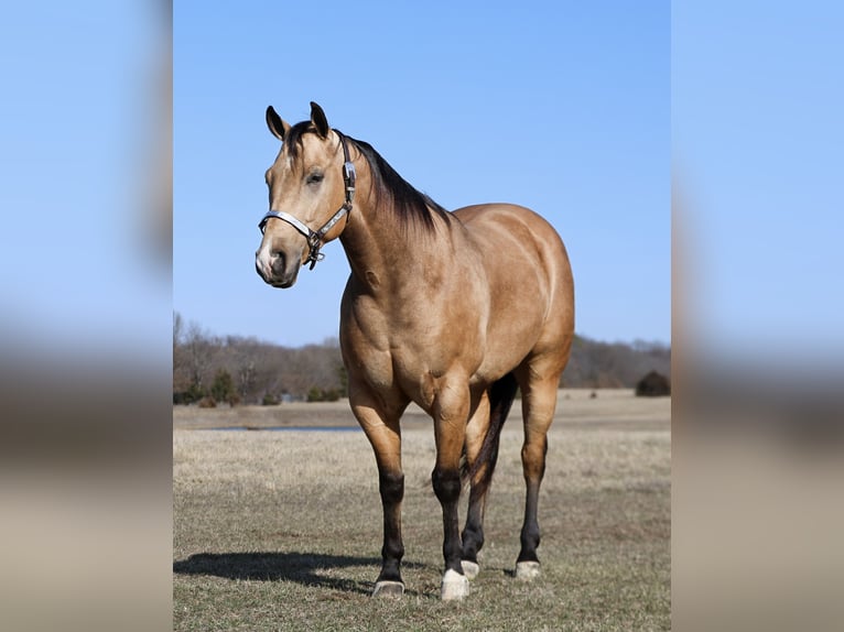 Caballo cuarto de milla Caballo castrado 5 años 152 cm Buckskin/Bayo in Buffalo, MO