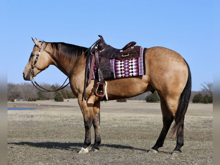 Caballo cuarto de milla Caballo castrado 5 años 152 cm Buckskin/Bayo in Buffalo, MO
