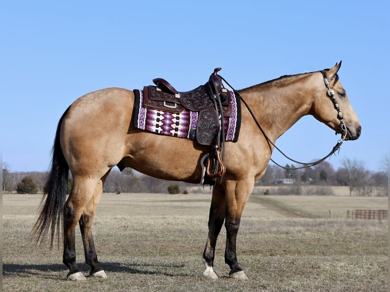 Caballo cuarto de milla Caballo castrado 5 años 152 cm Buckskin/Bayo in Buffalo, MO