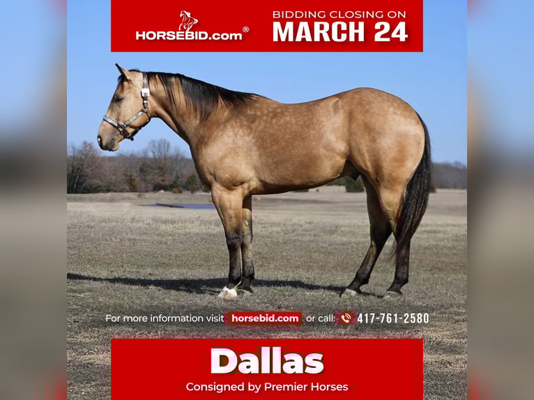 Caballo cuarto de milla Caballo castrado 5 años 152 cm Buckskin/Bayo in Buffalo, MO