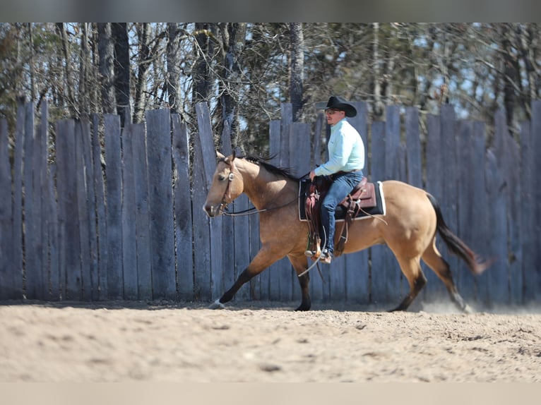 Caballo cuarto de milla Caballo castrado 5 años 152 cm Buckskin/Bayo in Buffalo, MO