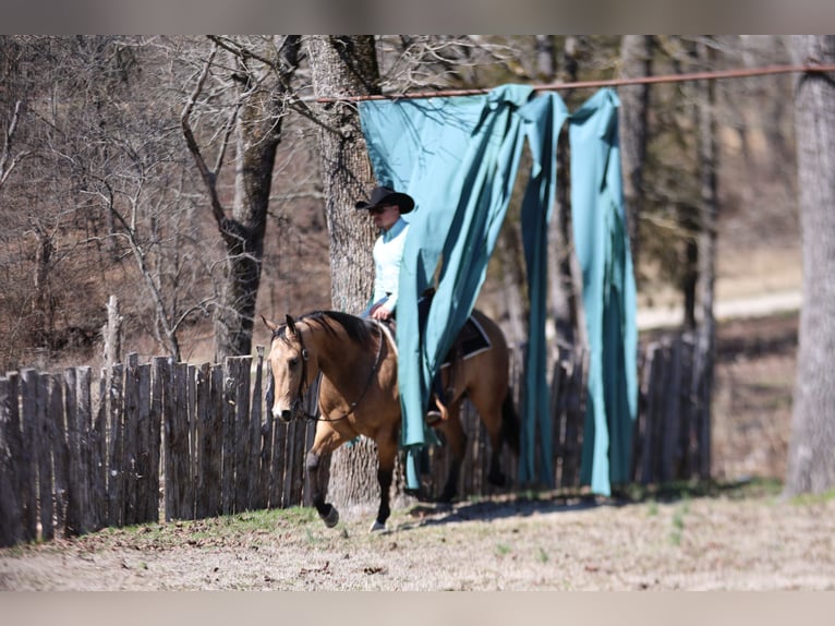 Caballo cuarto de milla Caballo castrado 5 años 152 cm Buckskin/Bayo in Buffalo, MO