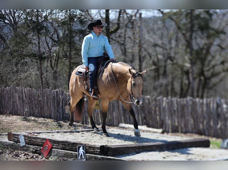 Caballo cuarto de milla Caballo castrado 5 años 152 cm Buckskin/Bayo in Buffalo, MO