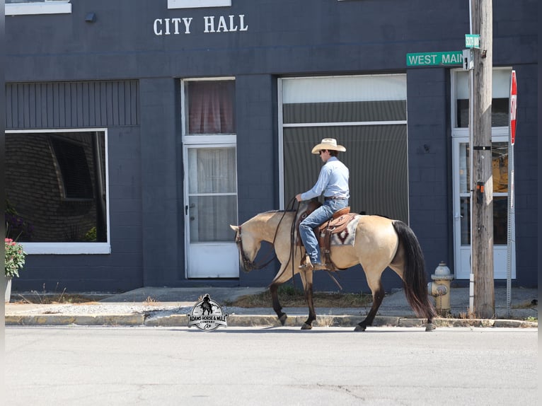 Caballo cuarto de milla Caballo castrado 5 años 152 cm Buckskin/Bayo in Gladstone