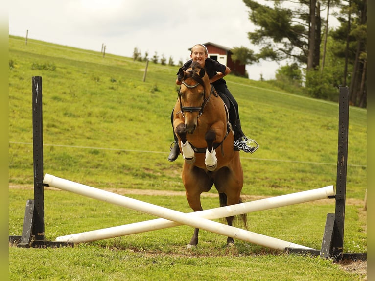Caballo cuarto de milla Caballo castrado 5 años 152 cm Buckskin/Bayo in Millersburg
