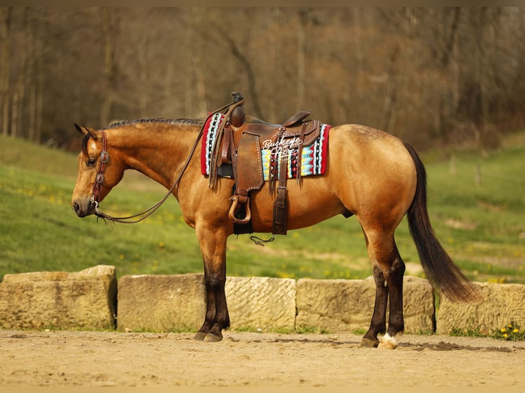 Caballo cuarto de milla Caballo castrado 5 años 152 cm Buckskin/Bayo in Millersburg