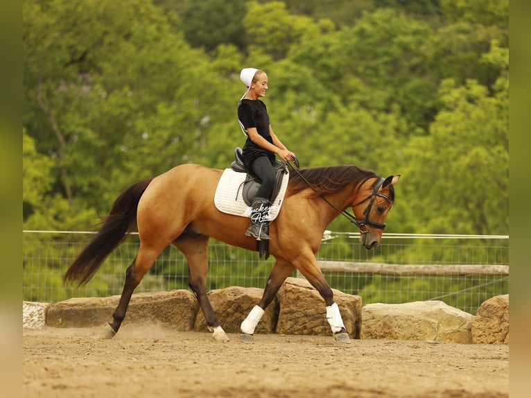 Caballo cuarto de milla Caballo castrado 5 años 152 cm Buckskin/Bayo in Millersburg