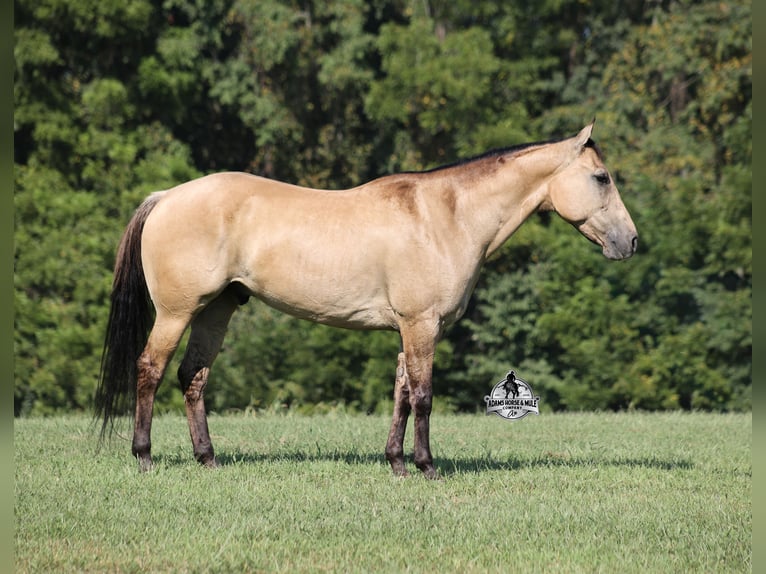 Caballo cuarto de milla Caballo castrado 5 años 152 cm Buckskin/Bayo in Mount Vernon