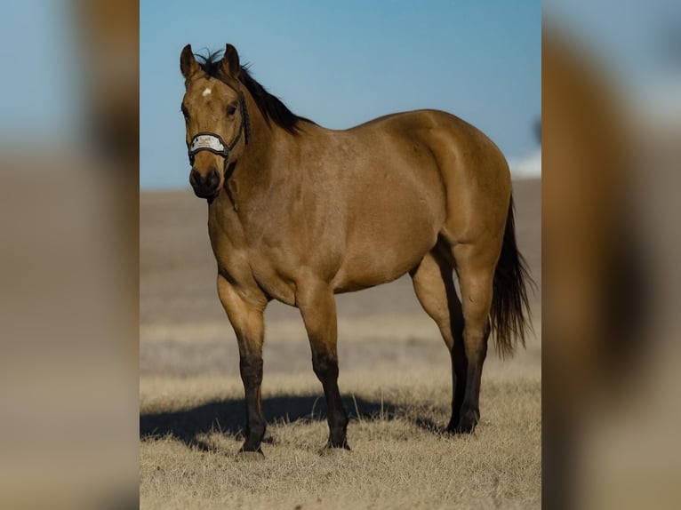 Caballo cuarto de milla Caballo castrado 5 años 152 cm Buckskin/Bayo in Joy, IL
