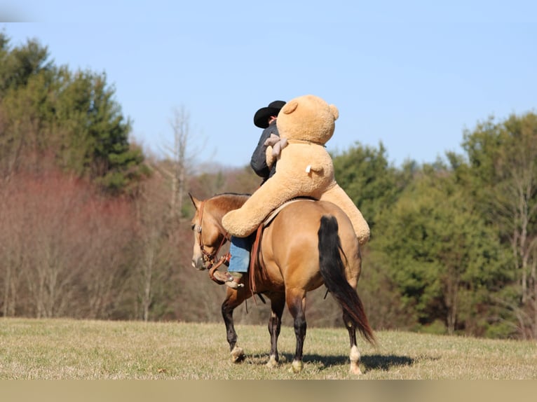 Caballo cuarto de milla Caballo castrado 5 años 152 cm Buckskin/Bayo in Clarion