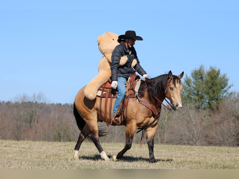 Caballo cuarto de milla Caballo castrado 5 años 152 cm Buckskin/Bayo in Clarion
