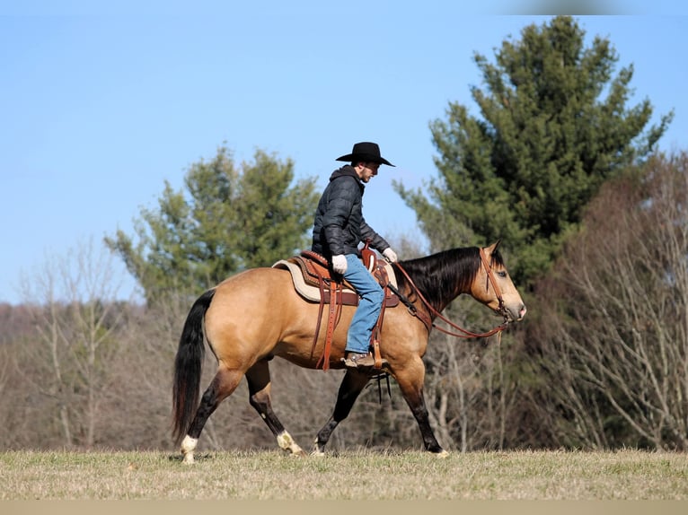 Caballo cuarto de milla Caballo castrado 5 años 152 cm Buckskin/Bayo in Clarion