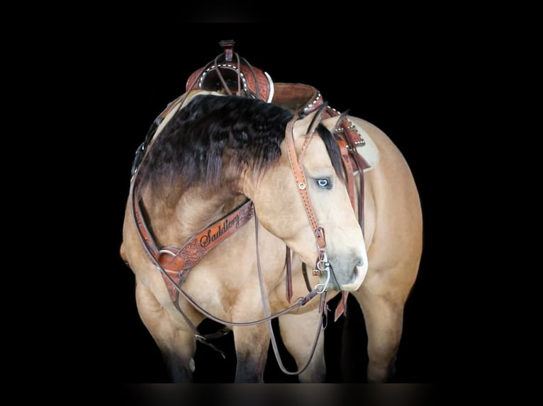 Caballo cuarto de milla Caballo castrado 5 años 152 cm Buckskin/Bayo in Clarion
