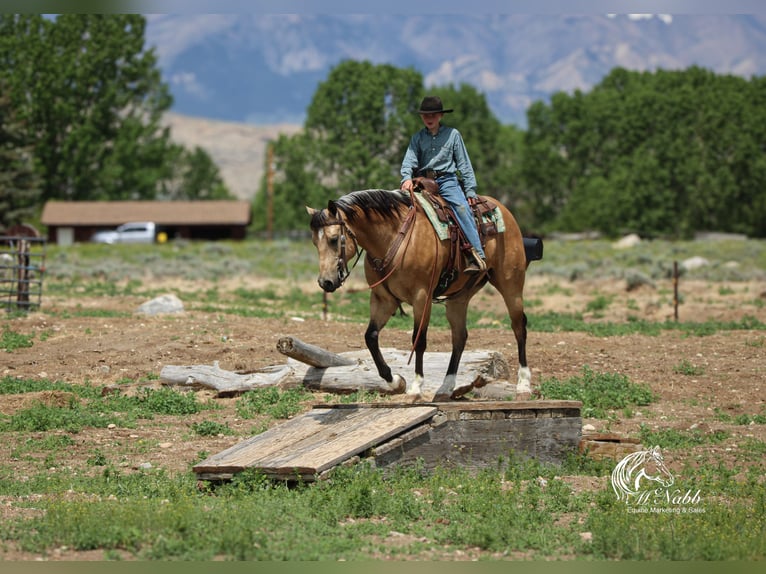 Caballo cuarto de milla Caballo castrado 5 años 152 cm Buckskin/Bayo in Cody