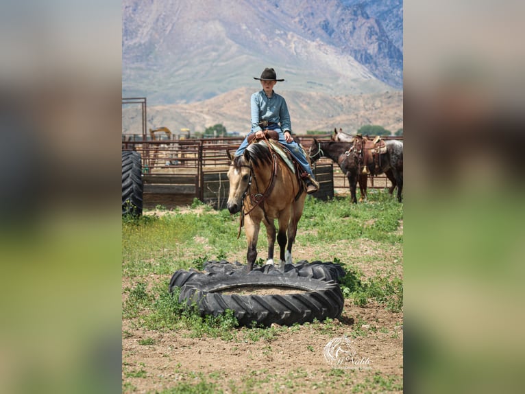 Caballo cuarto de milla Caballo castrado 5 años 152 cm Buckskin/Bayo in Cody
