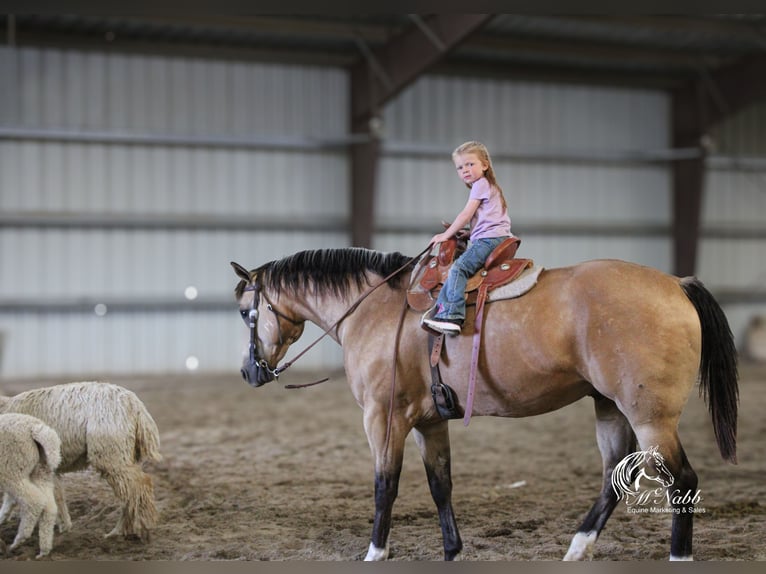 Caballo cuarto de milla Caballo castrado 5 años 152 cm Buckskin/Bayo in Cody