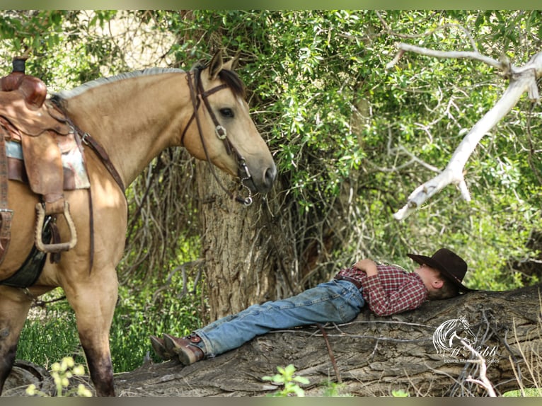 Caballo cuarto de milla Caballo castrado 5 años 152 cm Buckskin/Bayo in Cody