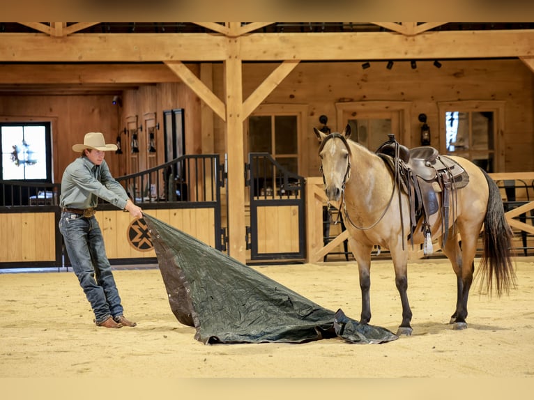 Caballo cuarto de milla Caballo castrado 5 años 152 cm Buckskin/Bayo in Needmore