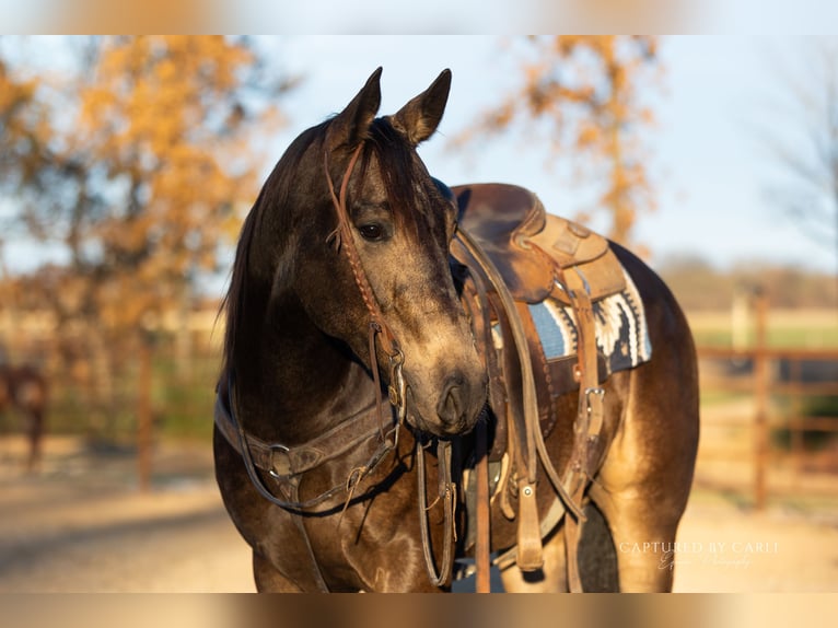 Caballo cuarto de milla Caballo castrado 5 años 152 cm Buckskin/Bayo in Lewistown