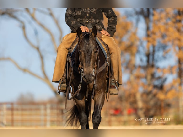 Caballo cuarto de milla Caballo castrado 5 años 152 cm Buckskin/Bayo in Lewistown