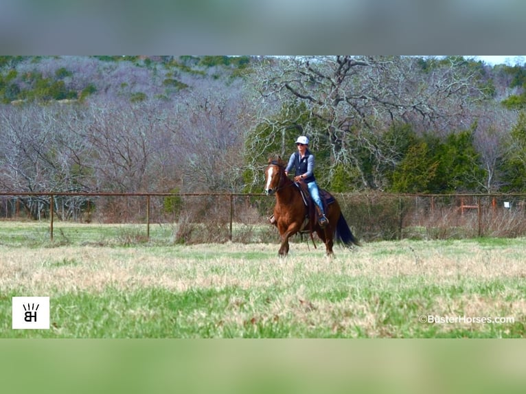 Caballo cuarto de milla Caballo castrado 5 años 152 cm Castaño rojizo in Weatherford