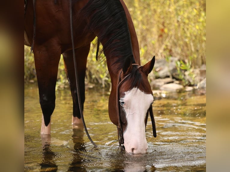 Caballo cuarto de milla Caballo castrado 5 años 152 cm Castaño rojizo in Buffalo