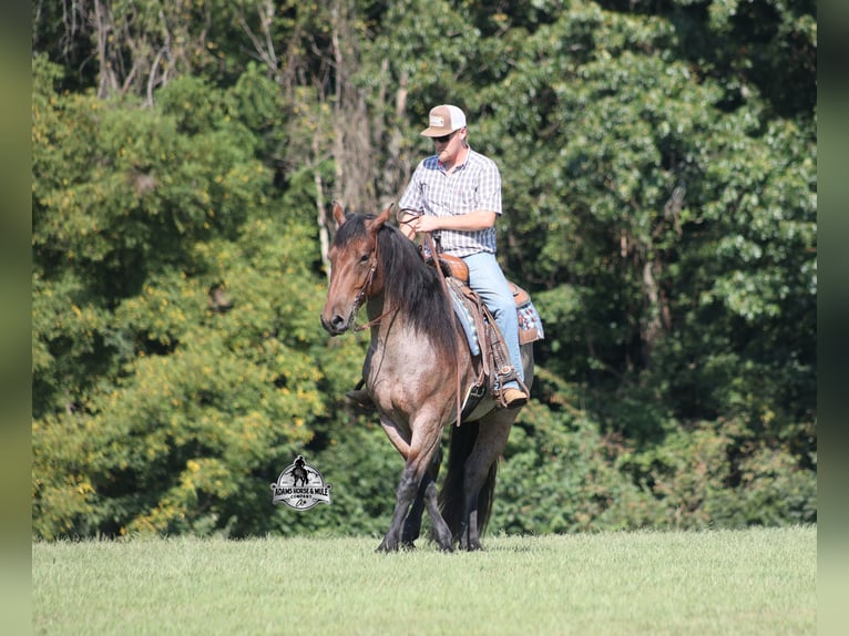 Caballo cuarto de milla Caballo castrado 5 años 152 cm Castaño-ruano in Mount Vernon