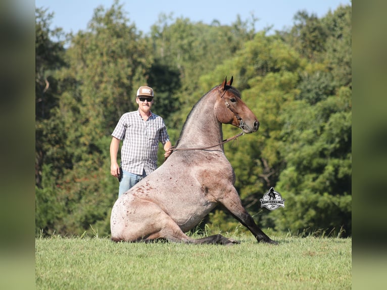Caballo cuarto de milla Caballo castrado 5 años 152 cm Castaño-ruano in Mount Vernon