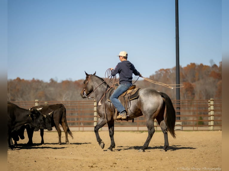 Caballo cuarto de milla Caballo castrado 5 años 152 cm Castaño-ruano in Auburn