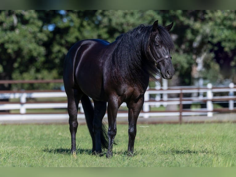 Caballo cuarto de milla Caballo castrado 5 años 152 cm Negro in Burleson