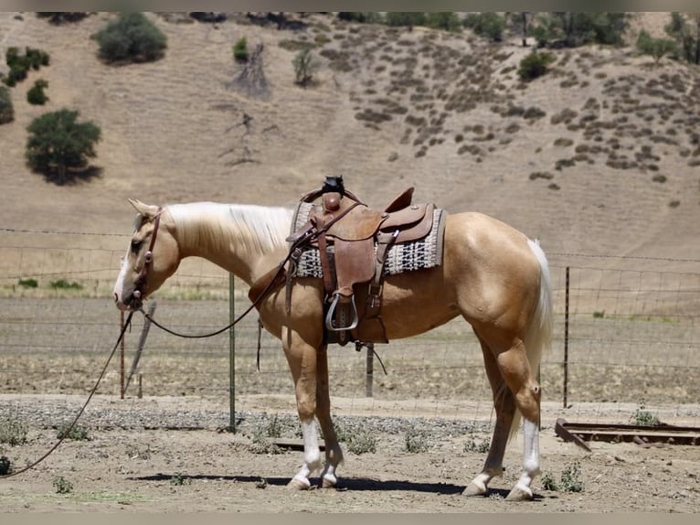 Caballo cuarto de milla Caballo castrado 5 años 152 cm Palomino in Paicines CA