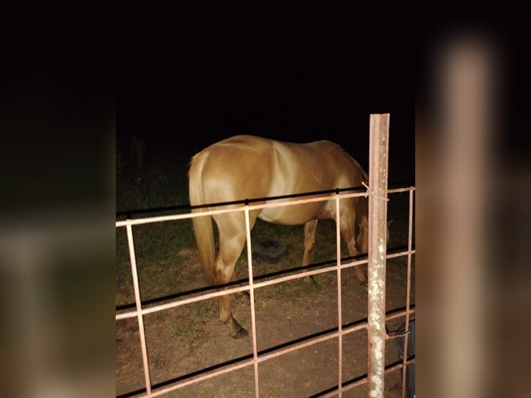 Caballo cuarto de milla Caballo castrado 5 años 152 cm Palomino in Paris