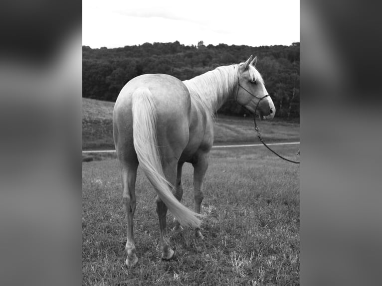 Caballo cuarto de milla Caballo castrado 5 años 152 cm Palomino in Independence