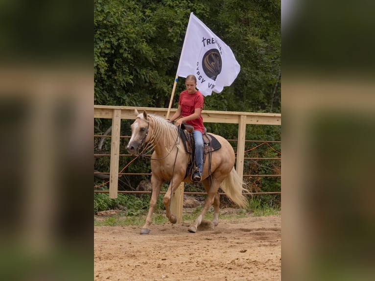 Caballo cuarto de milla Caballo castrado 5 años 152 cm Palomino in Millersburg