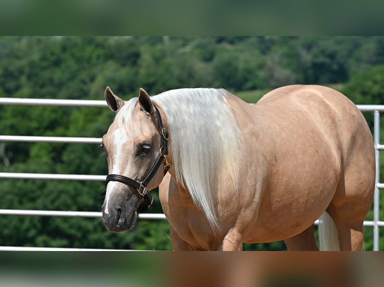 Caballo cuarto de milla Caballo castrado 5 años 152 cm Palomino in Millersburg